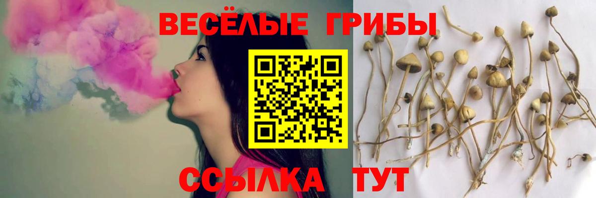 Псилоцибиновые грибы Psilocybine cubensis Асбест